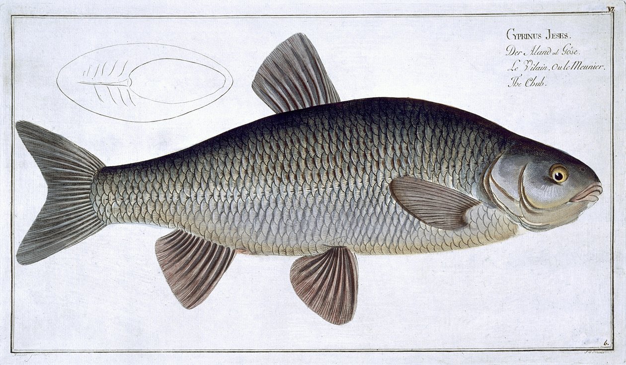 Chub (Cyprinus Jeses) tallrik VI från 