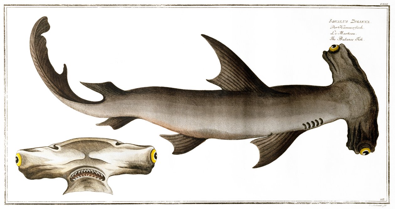 Hammerhead Shark (Balance Fish), utgiven av Black, c.1790 (tryck) av Andreas Ludwig Kruger
