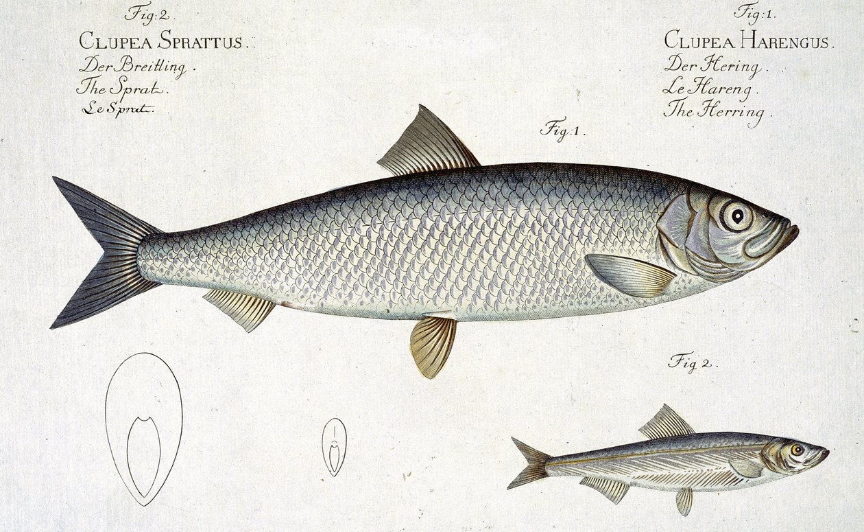 Sill (Clupea Harengus) (Fig. 1) och skarpsill (Clupea Sprattus) plåt XXIX från 