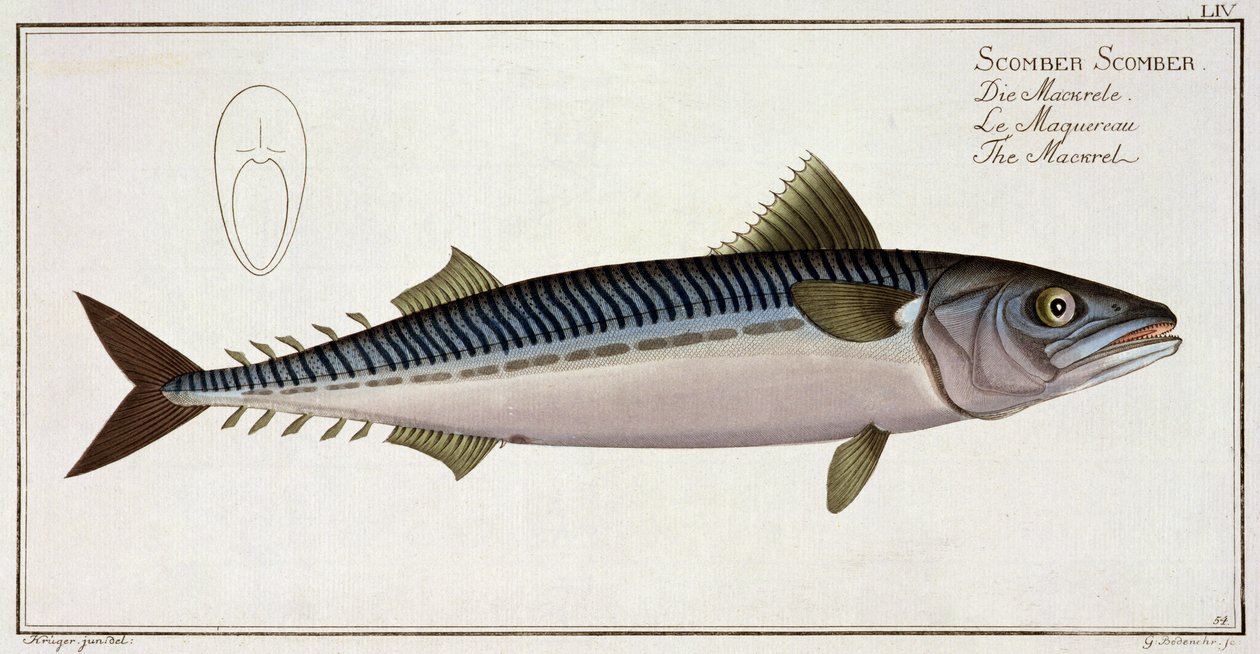 Makrill (Scomber Scomber) tallrik LIV från 