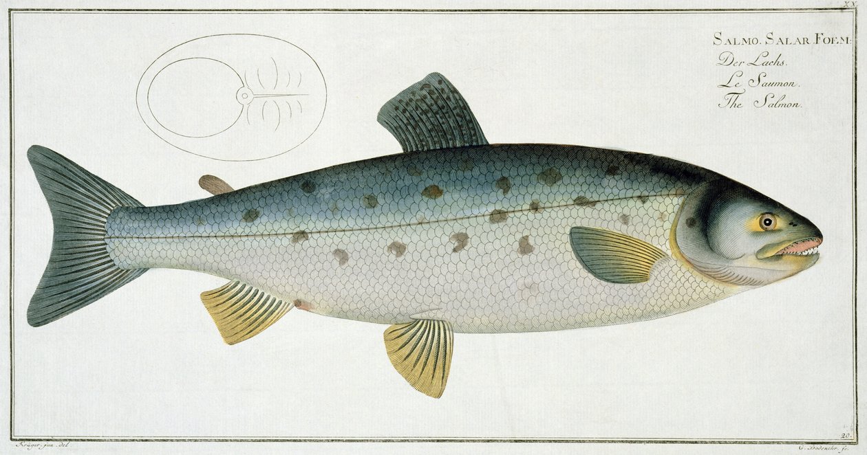 Lax (Salmo Salar) tallrik XX från 