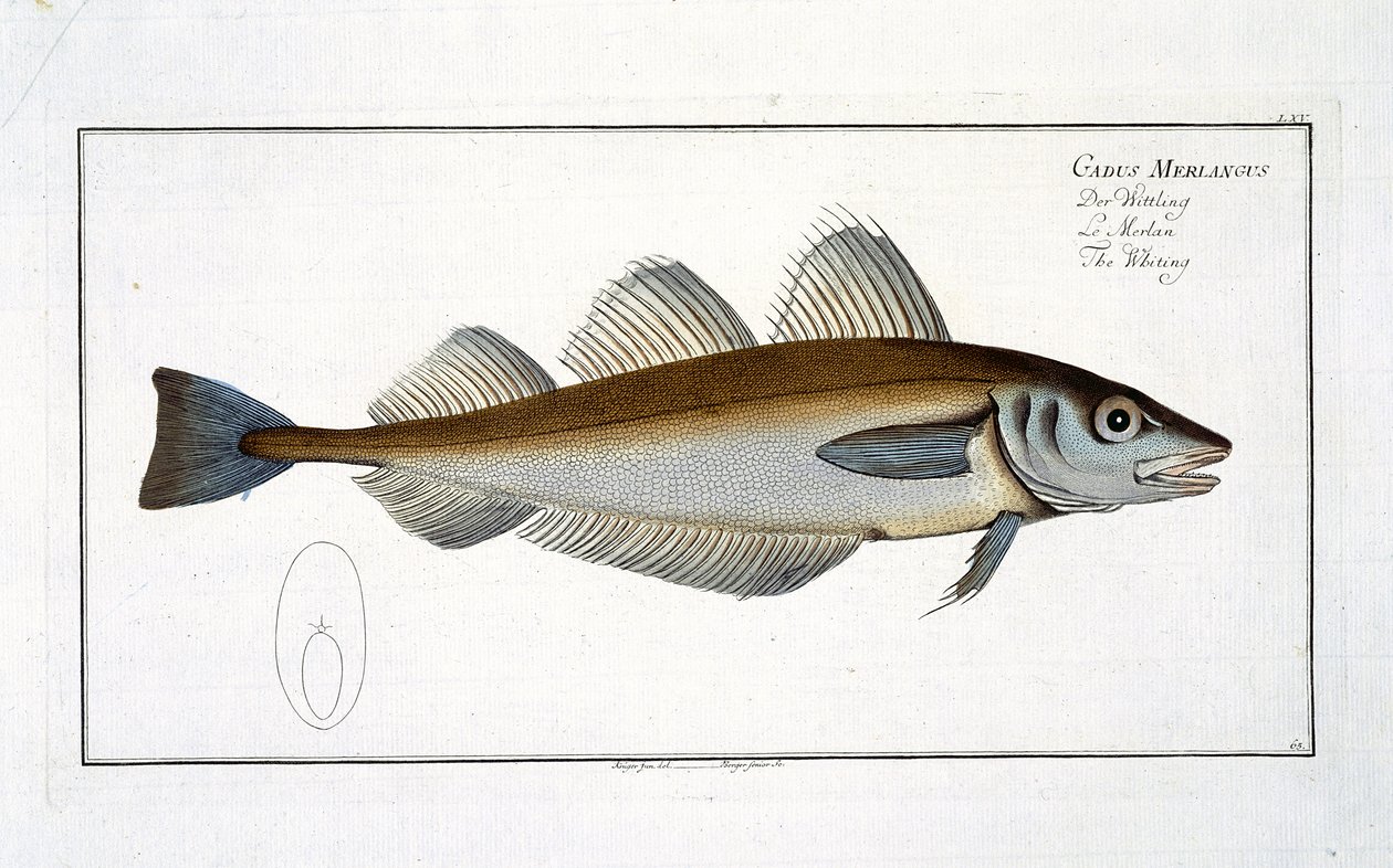Vitling (Gadus Merlangus) tallrik LXV från 