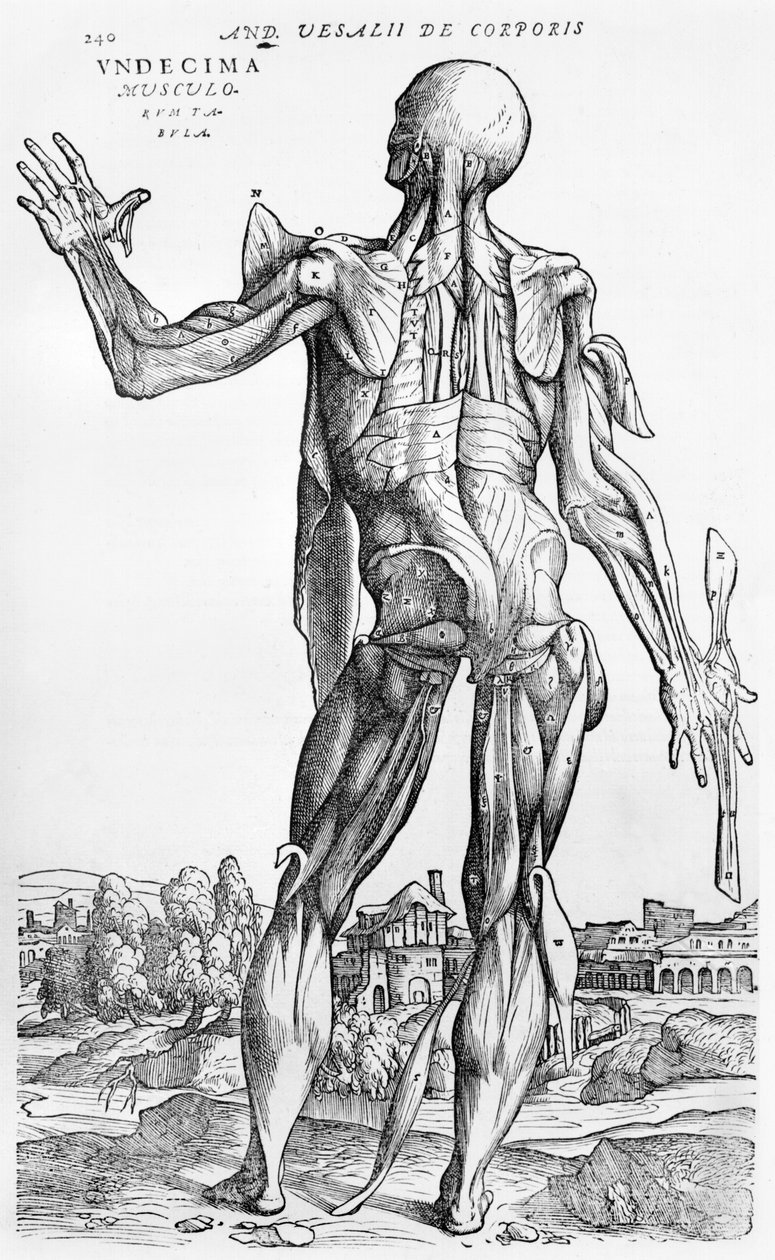 Anatomical Study, illustration från 