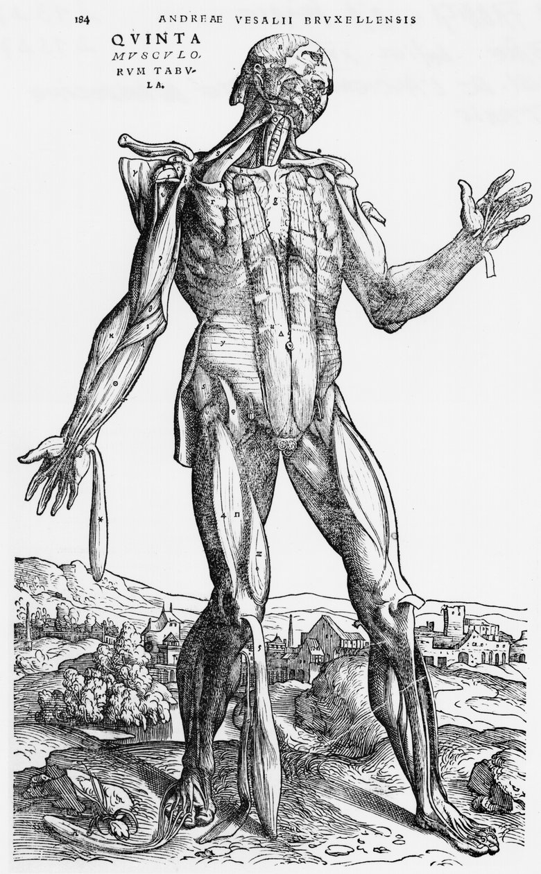 Anatomical Study, illustration från 