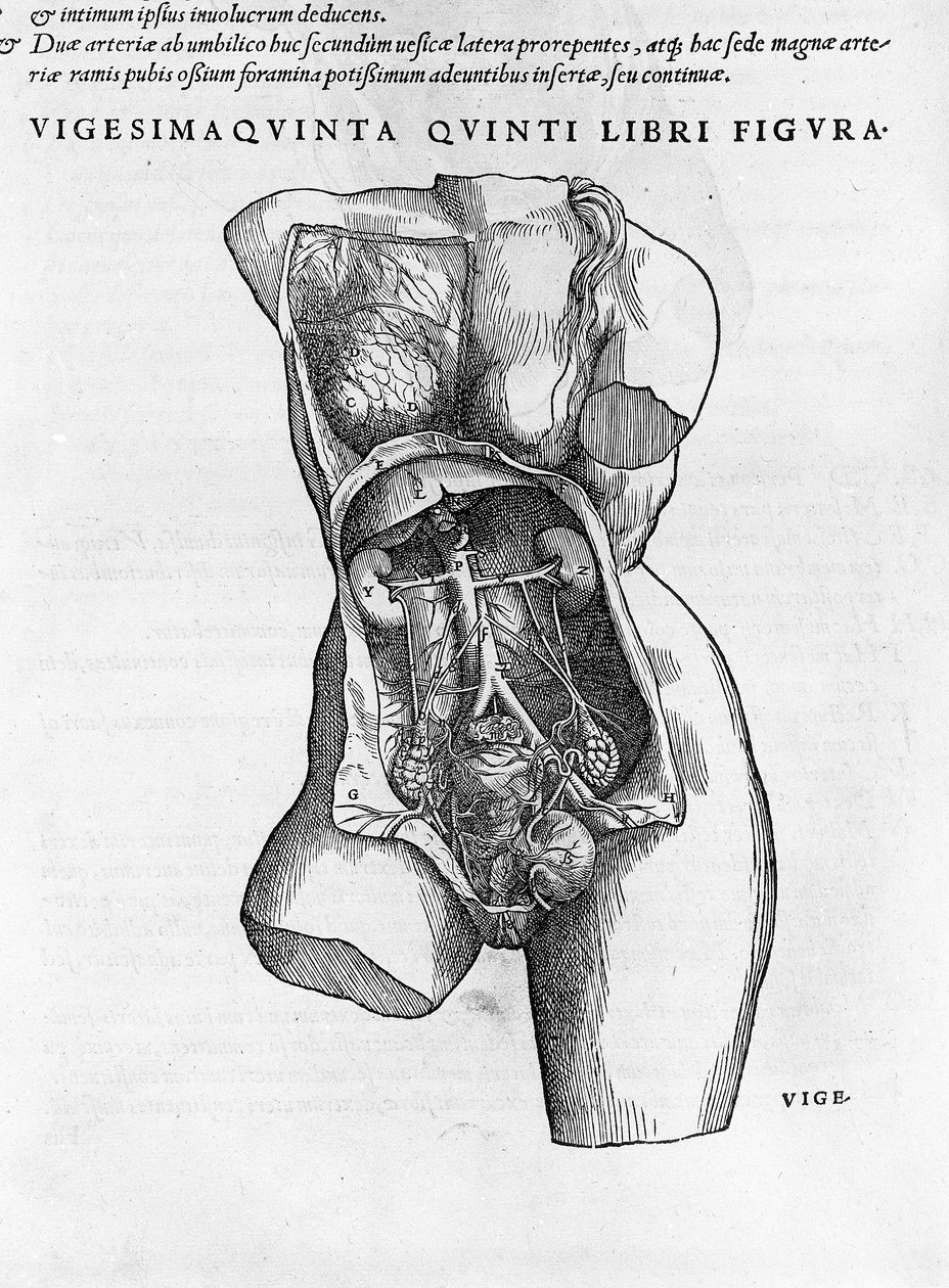 Anatomisk bräda av en kvinnlig byst. Gravyr i "" Humani Corpis Fabrica Libri Septem"" av Andrea Vesalius (1514-1564), doktor hos Karl V., Bale av Andreas Vesalius
