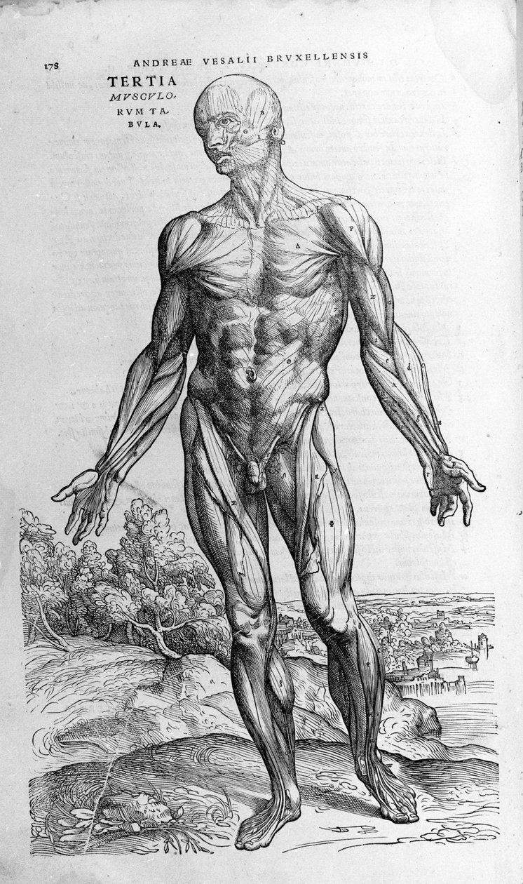 Andrea Vesalio (1514 - 1564), läkare för Karl V av Andreas Vesalius