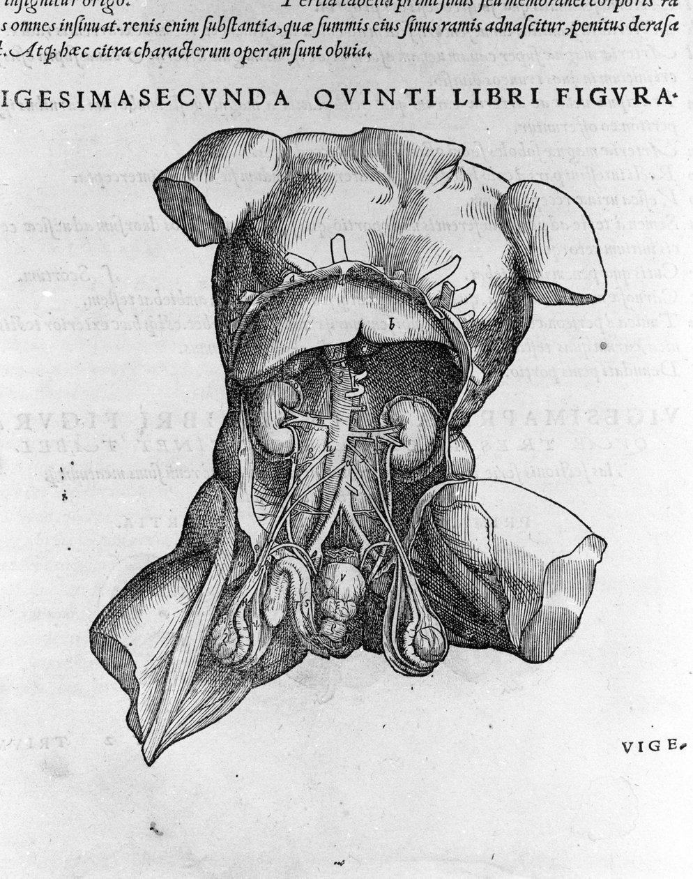 Andrea Vesalio (1514 - 1564), läkare för Karl V av Andreas Vesalius