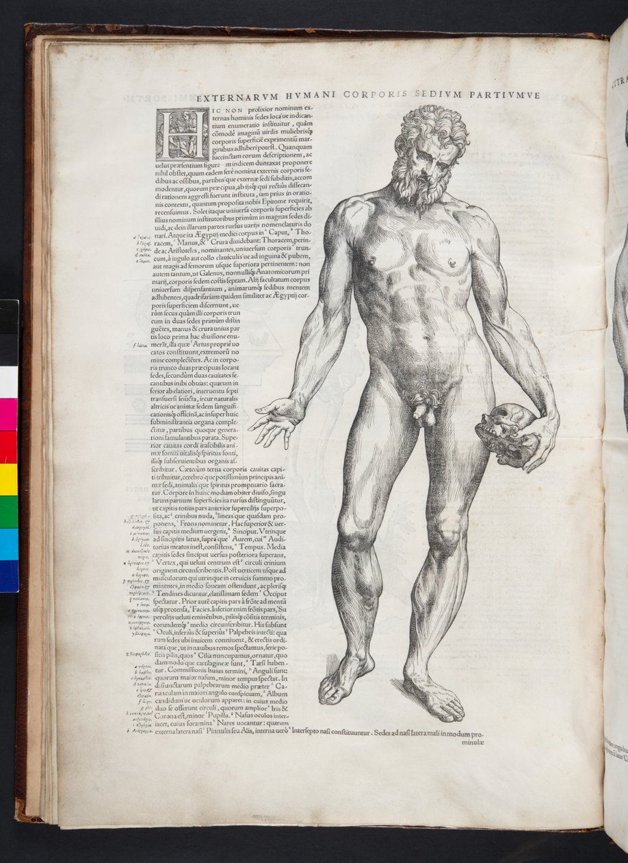 Hercules, illustration från 
