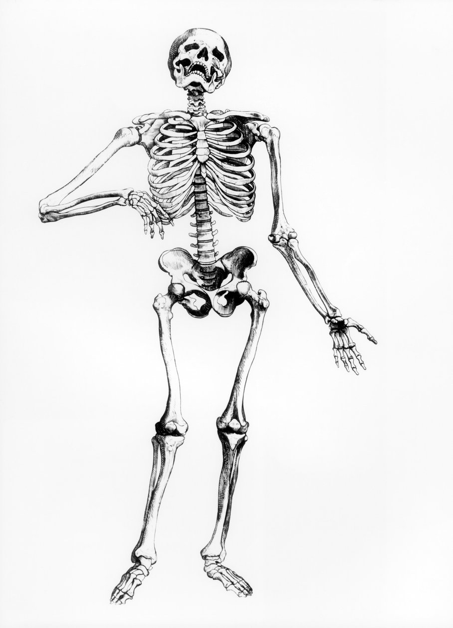 Mänskligt skelett av Andreas Vesalius