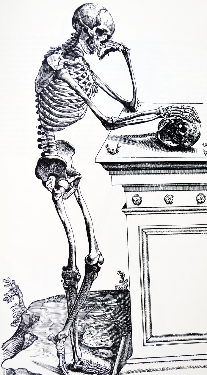 Mänskligt skelett med skalle i handen. Från "De Humani Corporis Fabrica" ​​av Vesalius. Eventuell vedhuggare: Jan von Calcar av Andreas Vesalius
