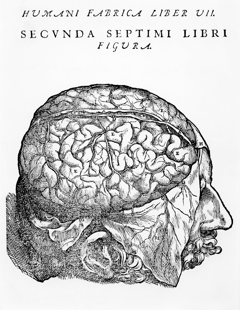 Hjärnan, illustration ur "De Humani Corporis Fabrica Librorum Epitome" av Andreas Vesalius, publicerad i Basel 1543. av Andreas Vesalius