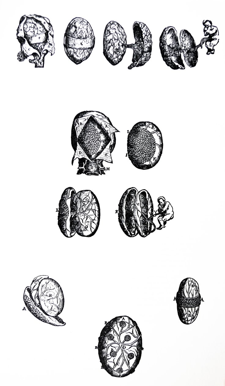 Tallrikarna från den femte boken av De Humani Corporis Fabrica av Andreas Vesalius