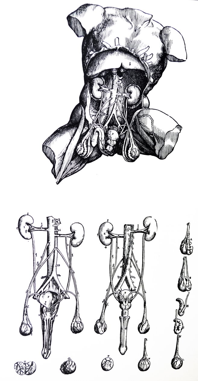 Tallrikarna från den femte boken av De Humani Corporis Fabrica av Andreas Vesalius
