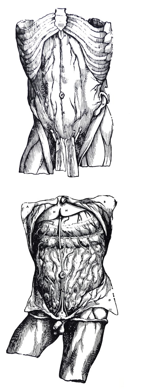 Tallrikarna från den femte boken av De Humani Corporis Fabrica av Andreas Vesalius