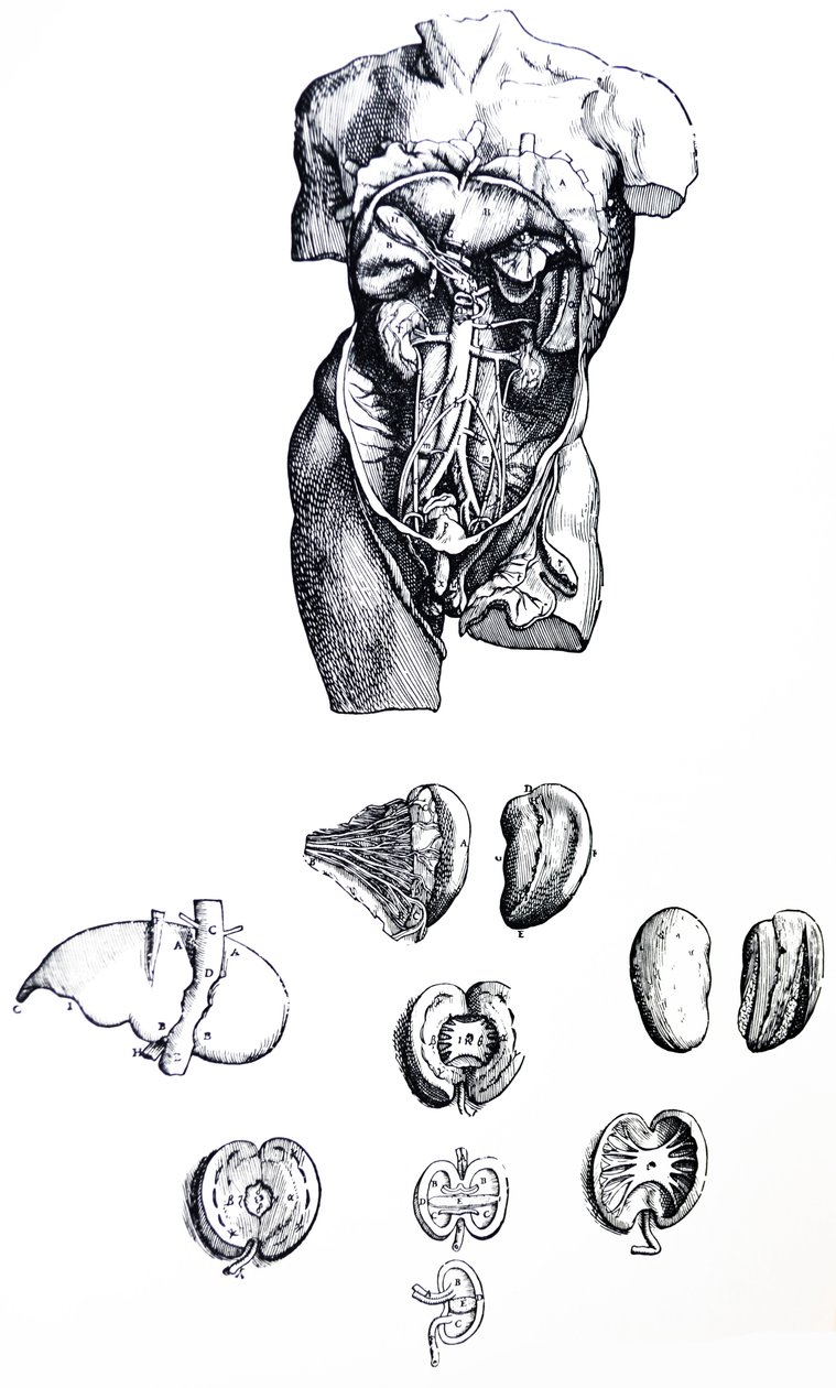 Tallrikarna från den femte boken av De Humani Corporis Fabrica av Andreas Vesalius