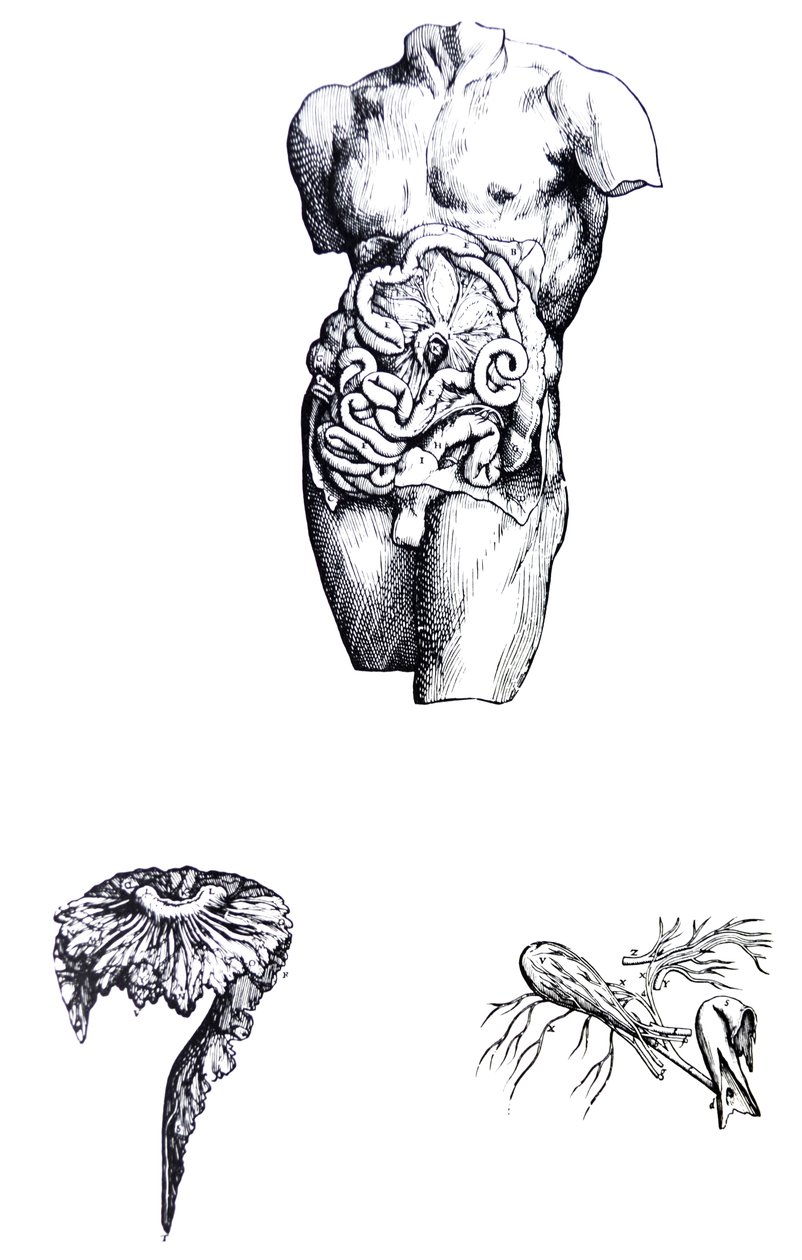 Tallrikarna från den femte boken av De Humani Corporis Fabrica av Andreas Vesalius