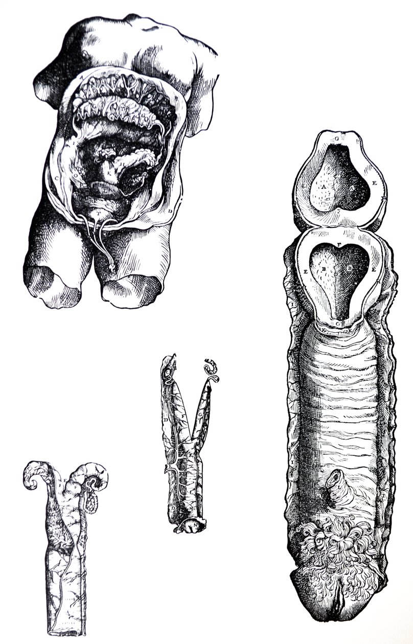 Tallrikarna från den femte boken av De Humani Corporis Fabrica av Andreas Vesalius
