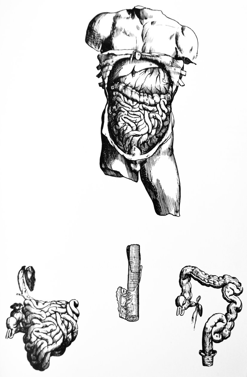 Tallrikarna från den femte boken av De Humani Corporis Fabrica av Andreas Vesalius