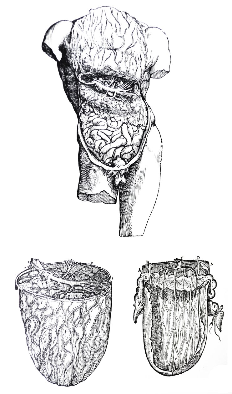 Tallrikarna från den femte boken av De Humani Corporis Fabrica av Andreas Vesalius