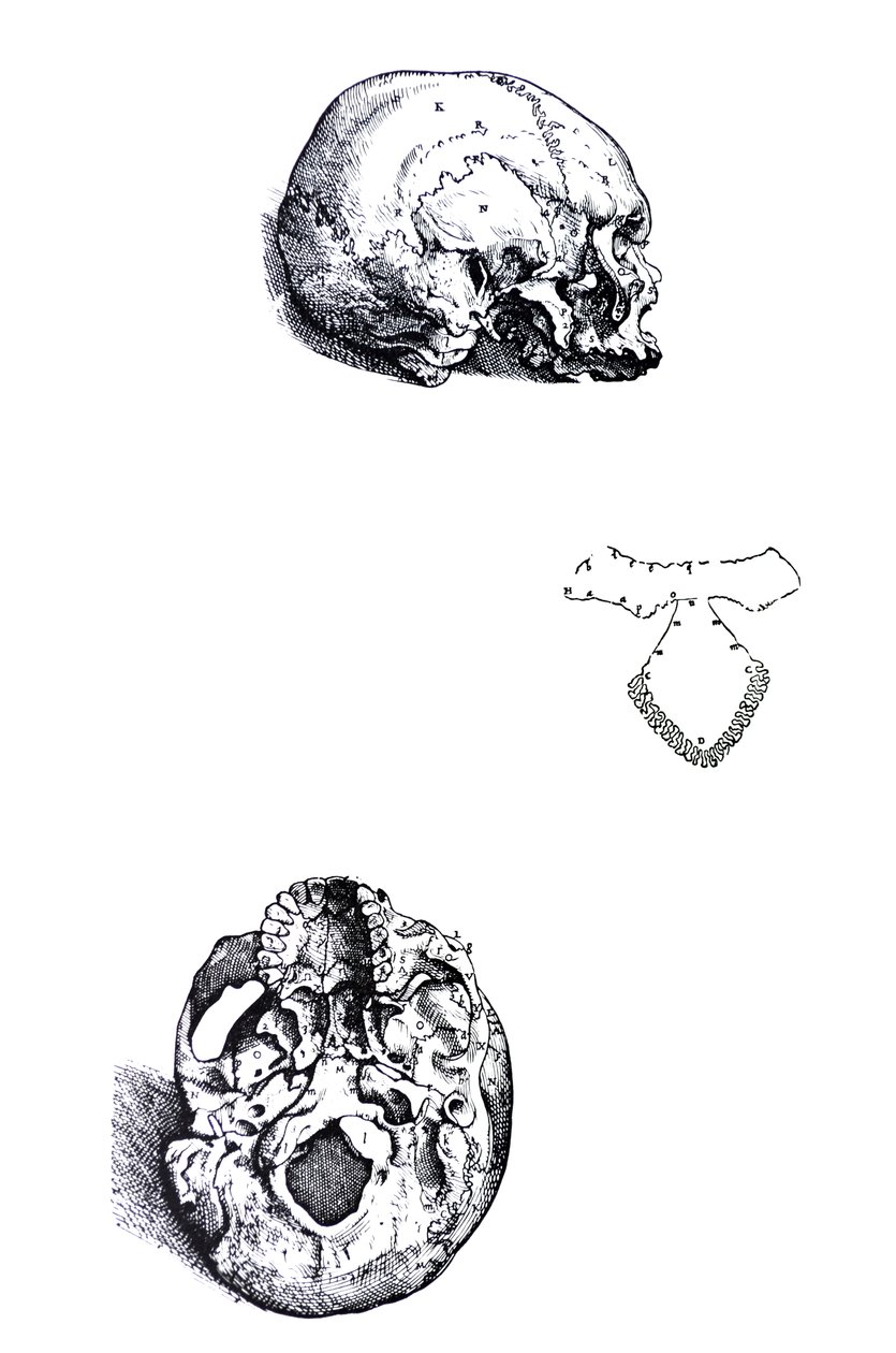 Tallrikarna från den första boken av De Humani Corporis Fabrica av Andreas Vesalius