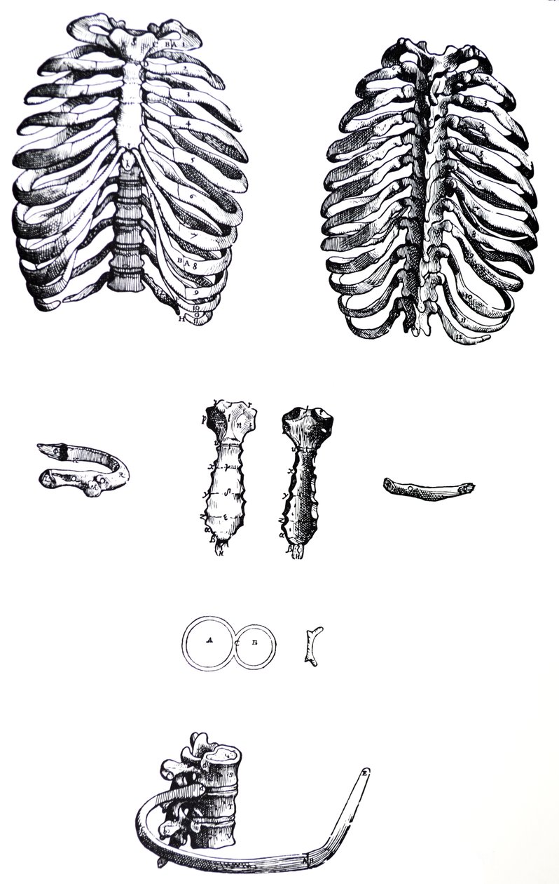 Plattorna från den första boken i De Humani Corporis Fabrica av Andreas Vesalius