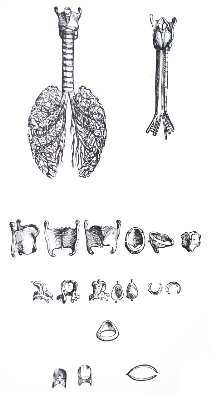 Plattorna från den första boken i De Humani Corporis Fabrica av Andreas Vesalius