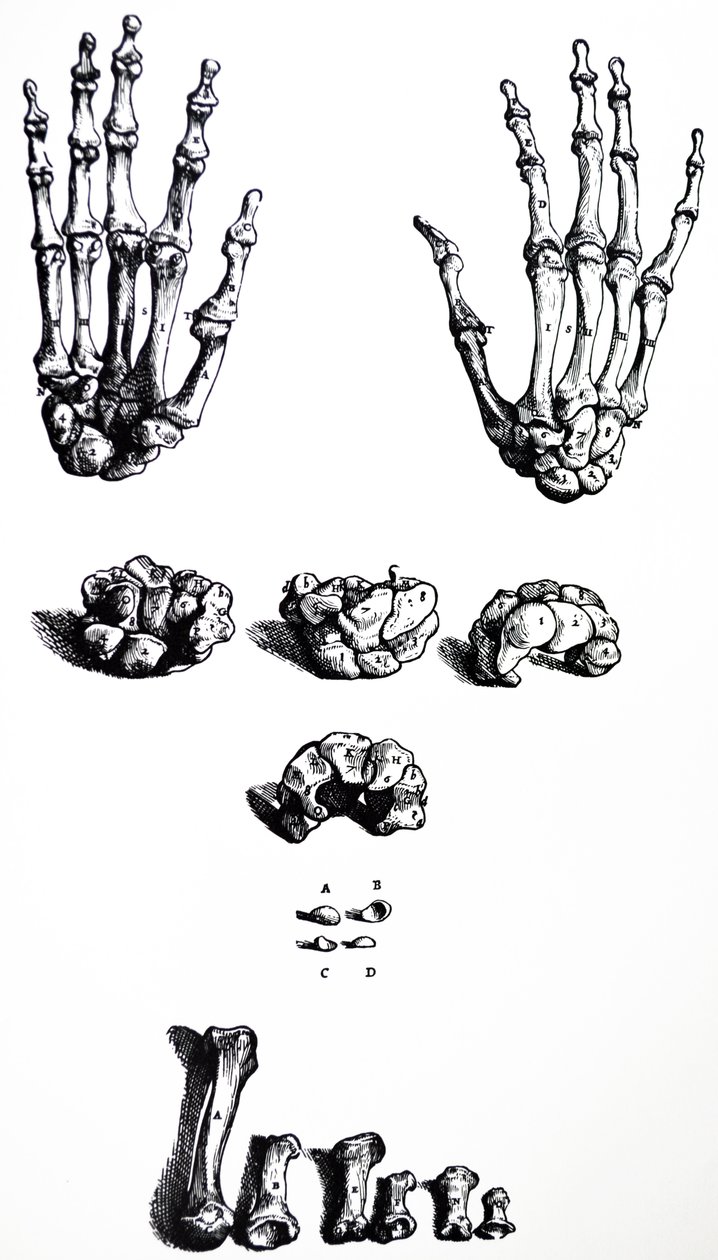 Tallrikarna från den första boken av De Humani Corporis Fabrica av Andreas Vesalius