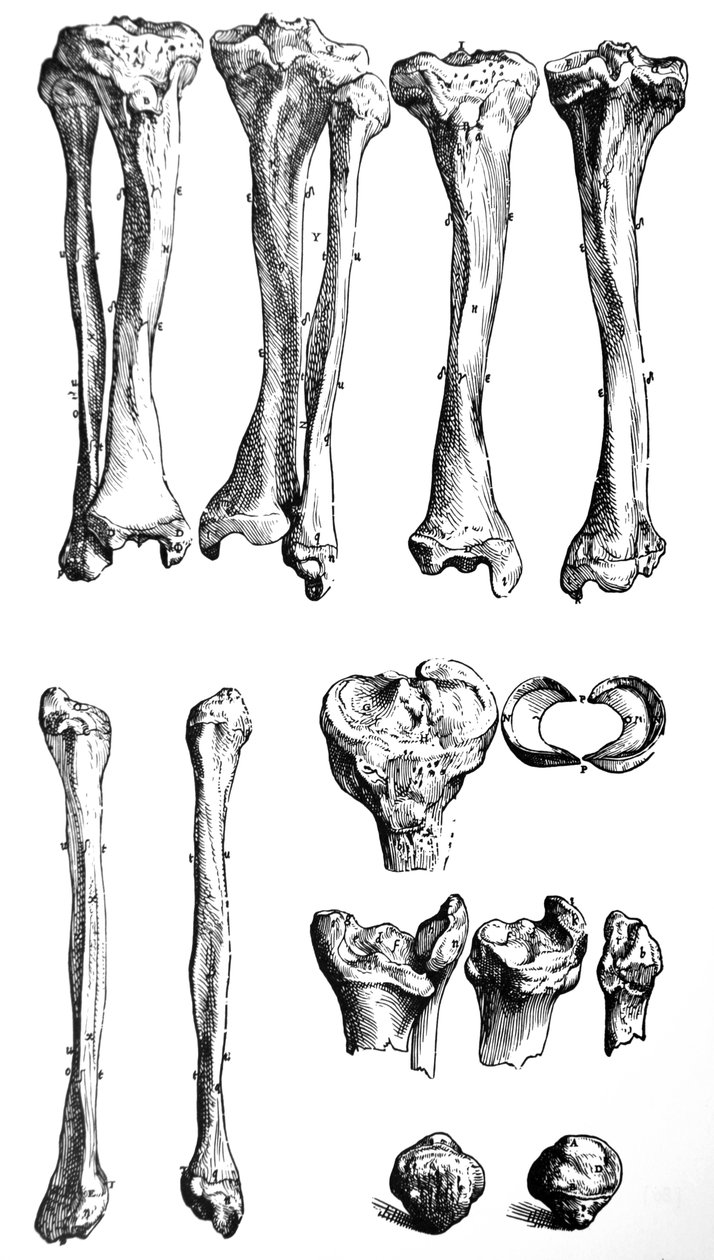 Tallrikarna från den första boken av De Humani Corporis Fabrica av Andreas Vesalius