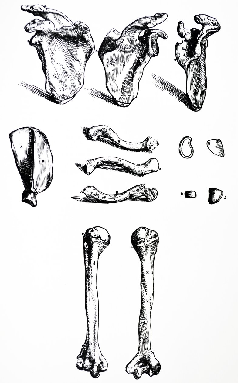 Tallrikarna från den första boken av De Humani Corporis Fabrica av Andreas Vesalius