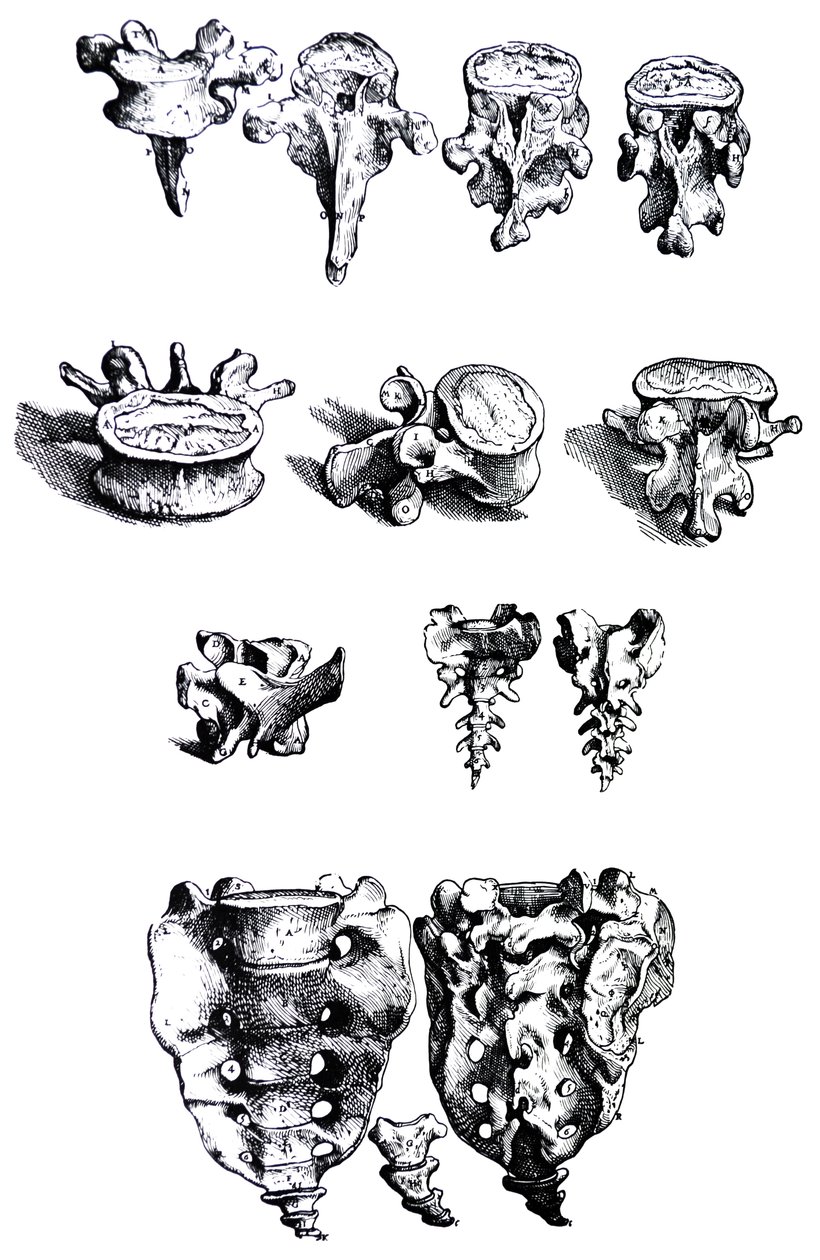 Plattorna från den första boken i De Humani Corporis Fabrica av Andreas Vesalius
