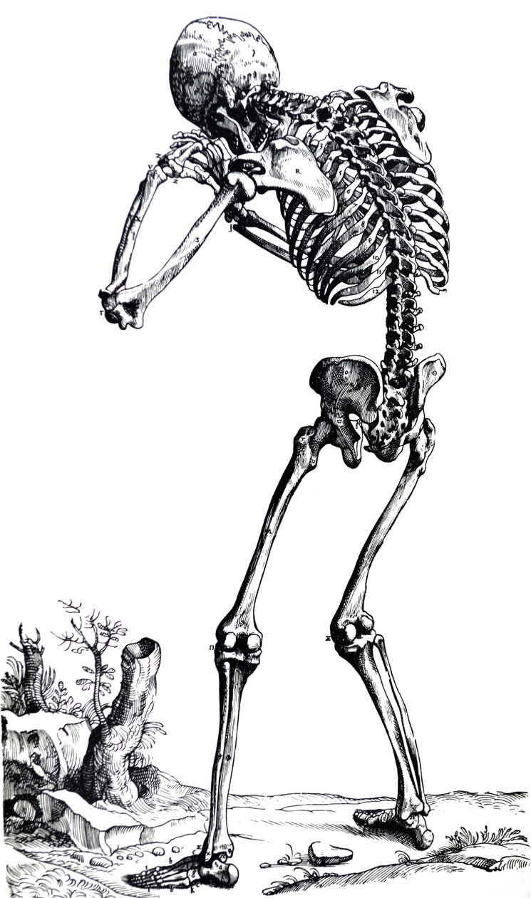 Plattorna från den första boken i De Humani Corporis Fabrica av Andreas Vesalius