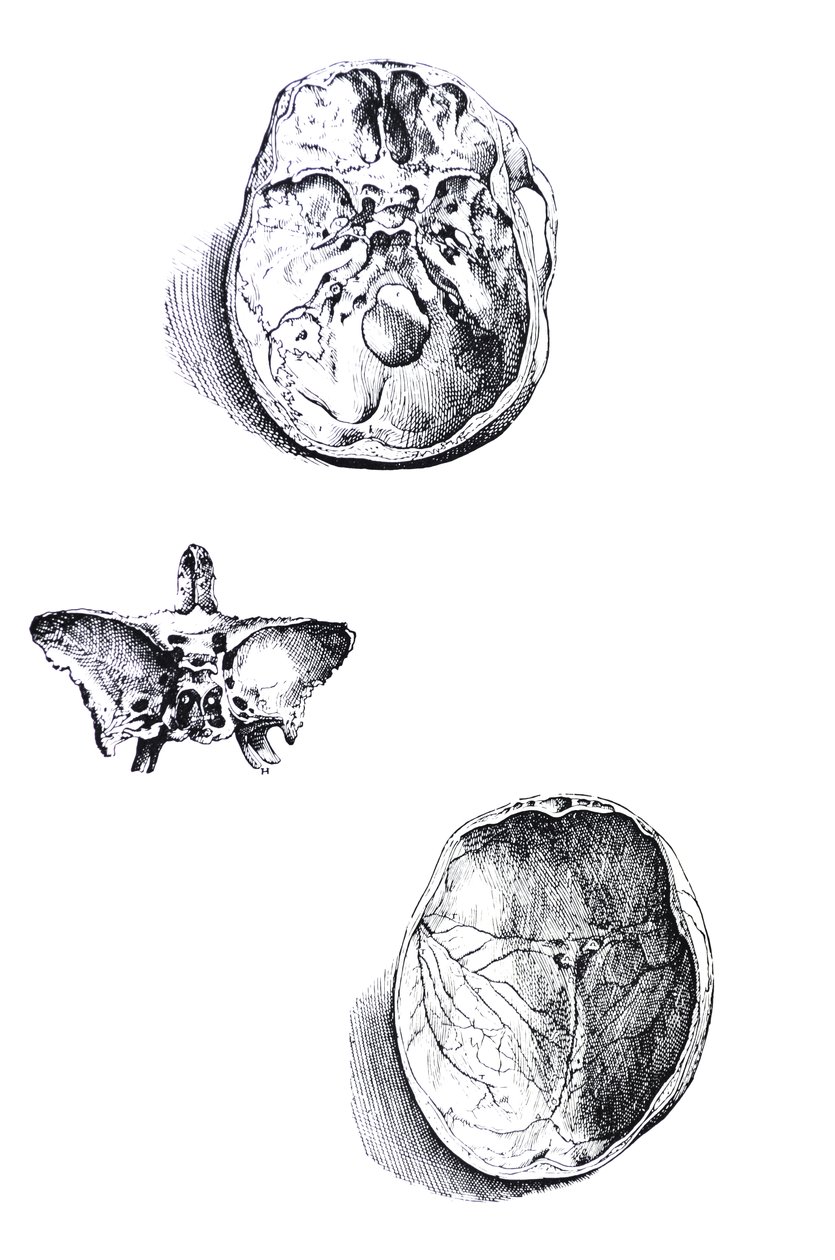 Tallrikarna från den första boken av De Humani Corporis Fabrica av Andreas Vesalius