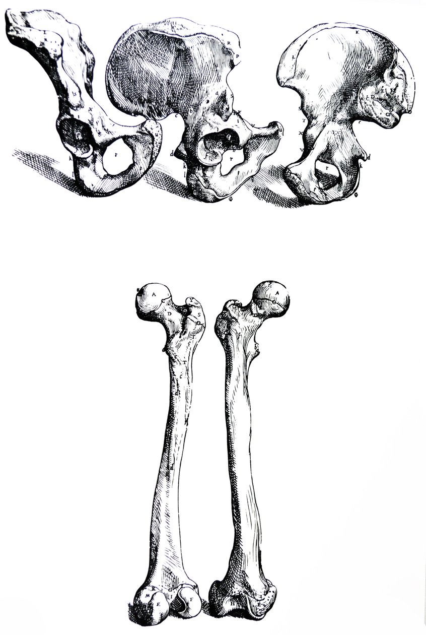 Plattorna från den första boken i De Humani Corporis Fabrica av Andreas Vesalius