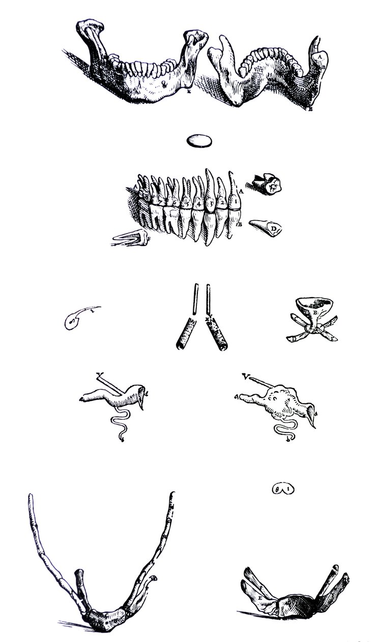 Tallrikarna från den första boken av De Humani Corporis Fabrica av Andreas Vesalius
