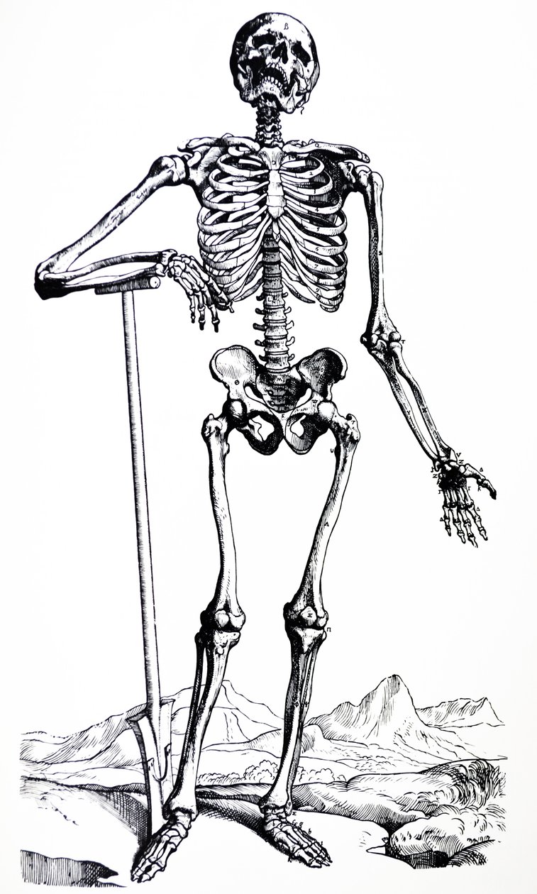 Tallrikarna från den första boken av De Humani Corporis Fabrica av Andreas Vesalius