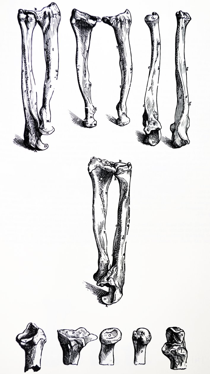 Tallrikarna från den första boken av De Humani Corporis Fabrica av Andreas Vesalius