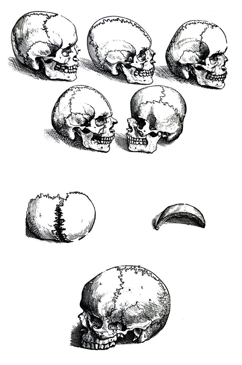 Plåtarna från den första boken av De Humani Corporis Fabrica av Andreas Vesalius, (1514-1564) av Andreas Vesalius