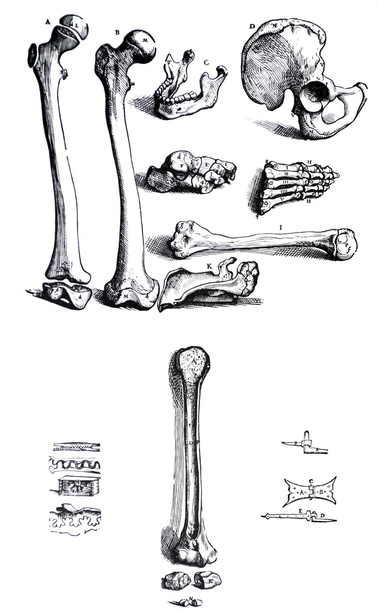 Plåtarna från den första boken av De Humani Corporis Fabrica av Andreas Vesalius, (1514-1564) av Andreas Vesalius