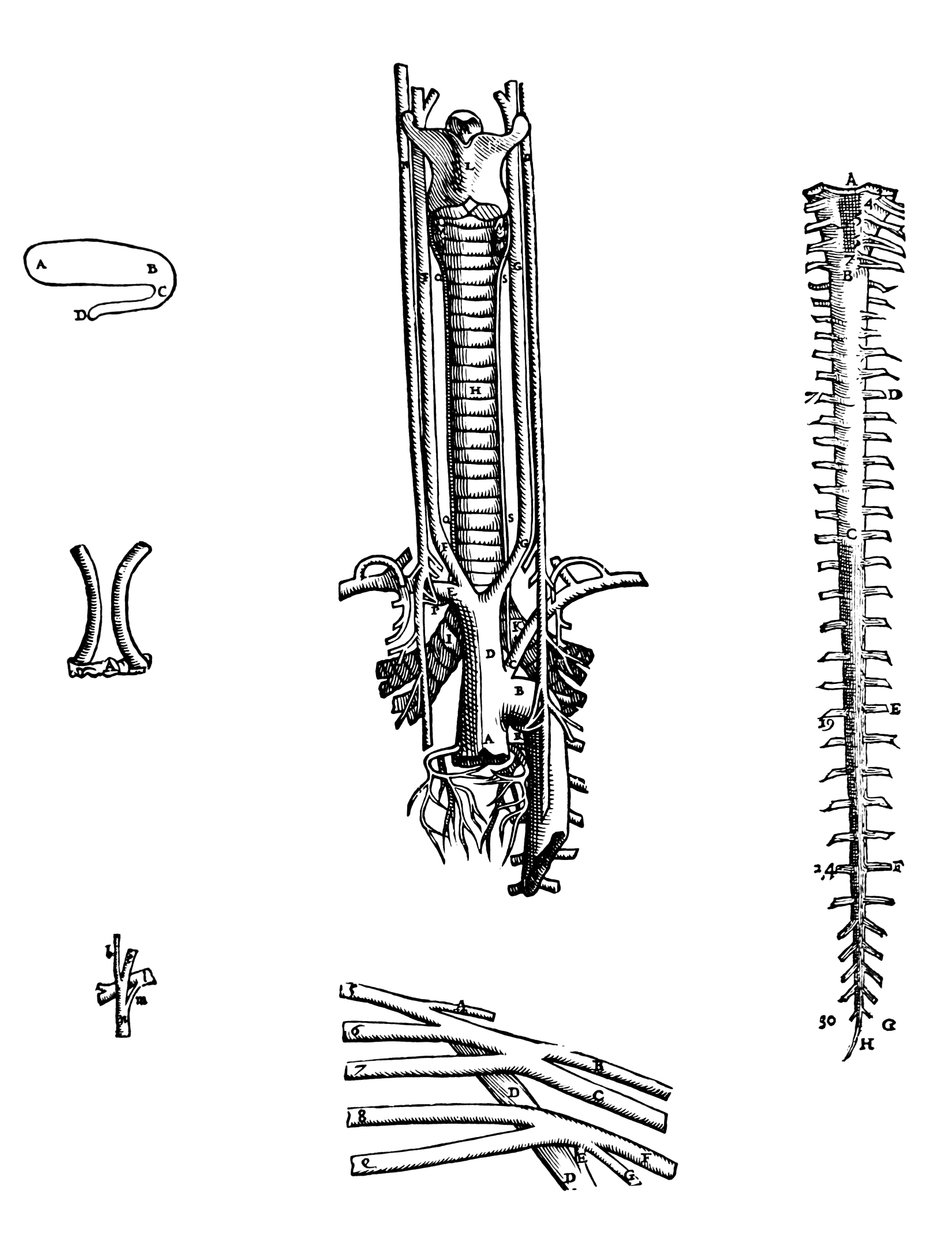 Plattorna från den fjärde boken i De Humani Corporis Fabrica av Andreas Vesalius