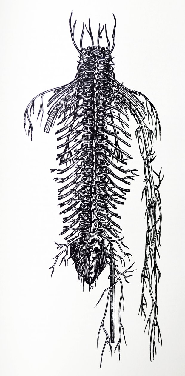 Tallrikarna från den fjärde boken av De Humani Corporis Fabrica av Andreas Vesalius
