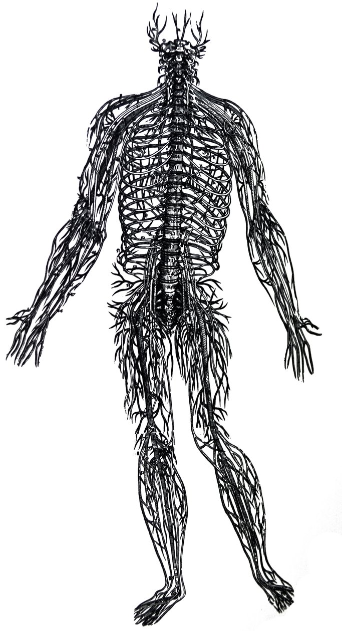Tallrikarna från den fjärde boken av De Humani Corporis Fabrica av Andreas Vesalius