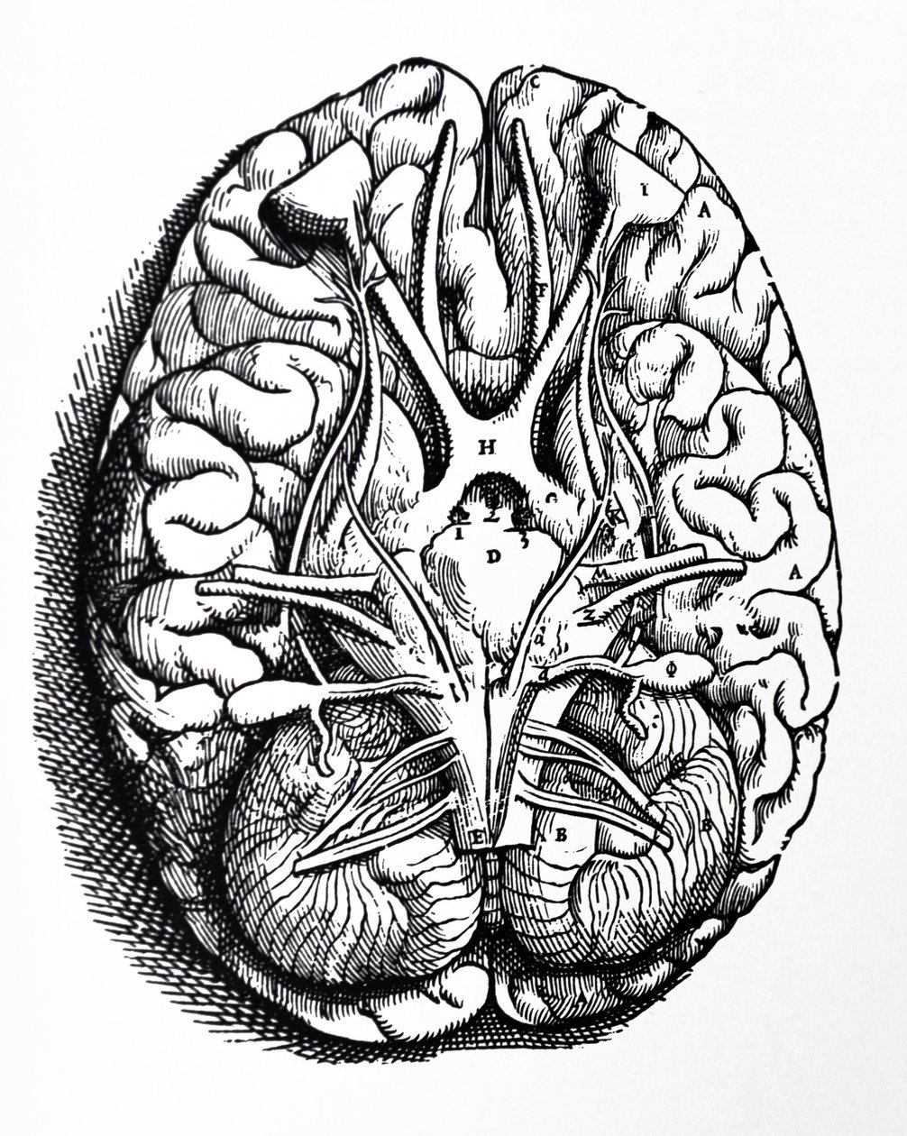 Tallrikarna från den fjärde boken av De Humani Corporis Fabrica av Andreas Vesalius