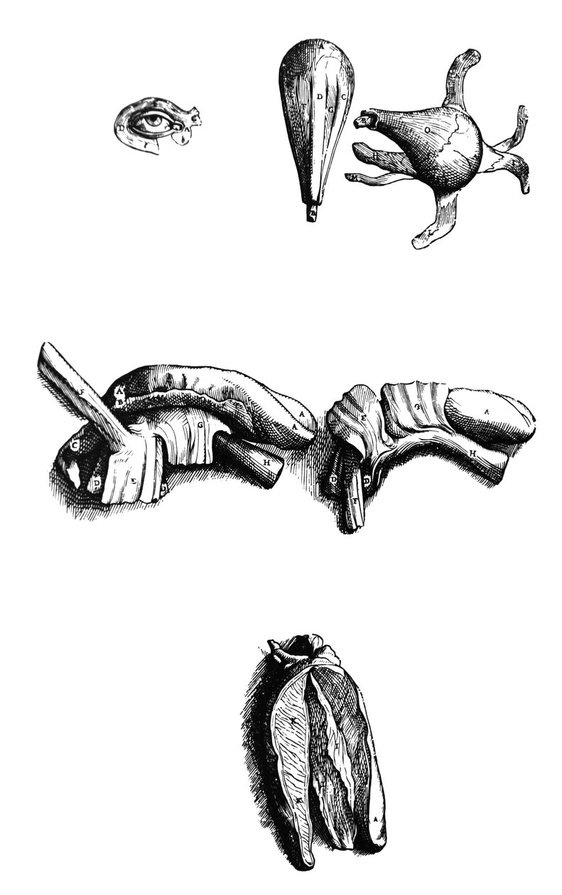 Tallrikarna från den andra boken av De Humani Corporis Fabrica av Andreas Vesalius