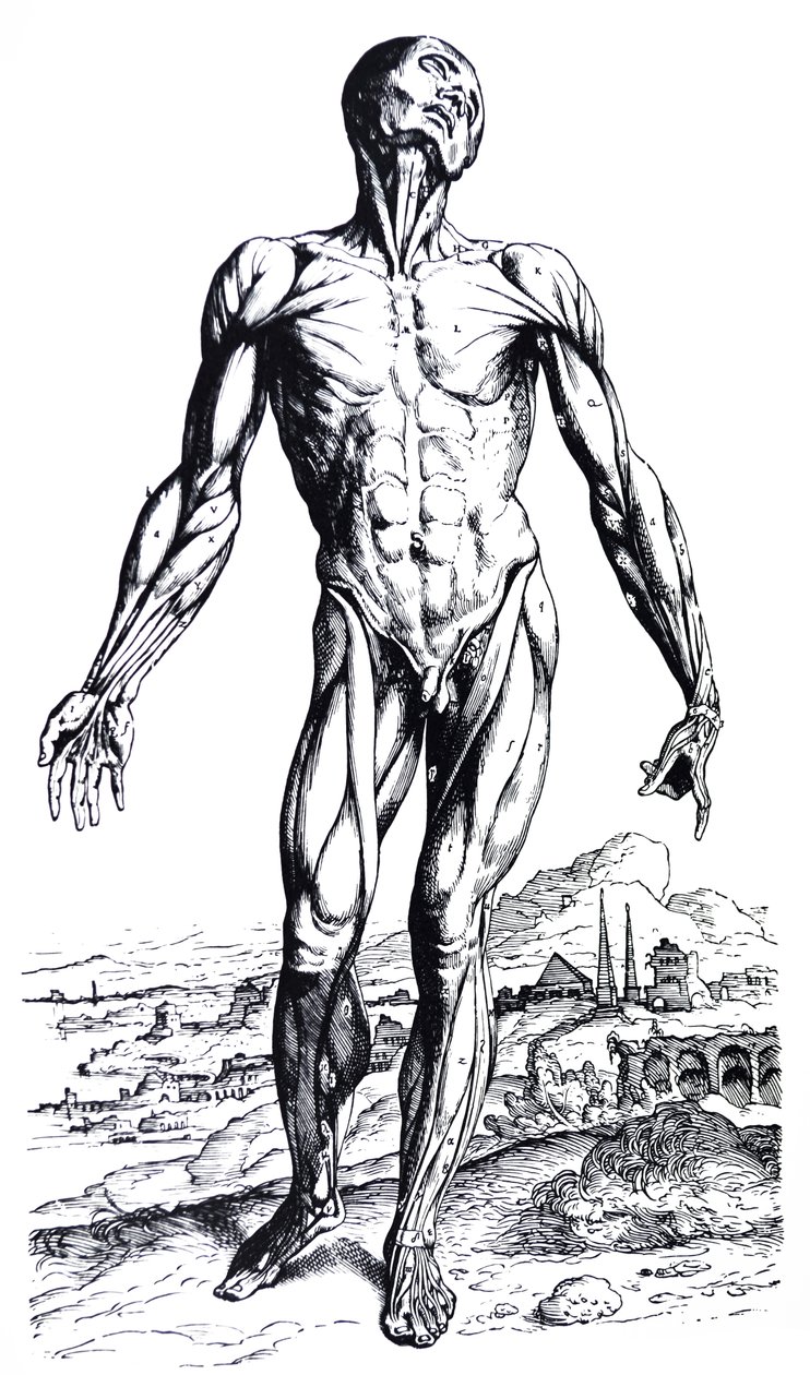Tallrikarna från den andra boken av De Humani Corporis Fabrica av Andreas Vesalius