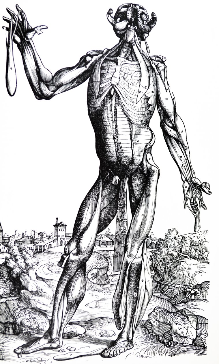 Tallrikarna från den andra boken av De Humani Corporis Fabrica av Andreas Vesalius