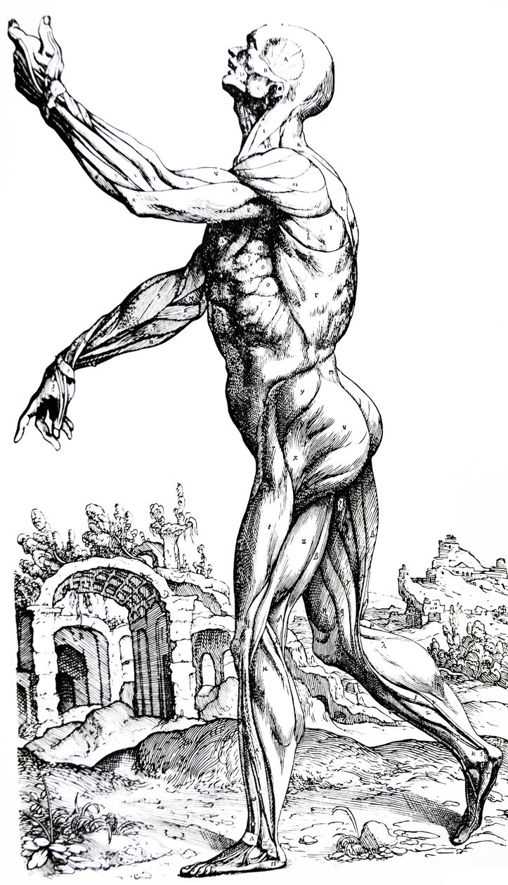 Plattorna från den andra boken i De Humani Corporis Fabrica av Andreas Vesalius