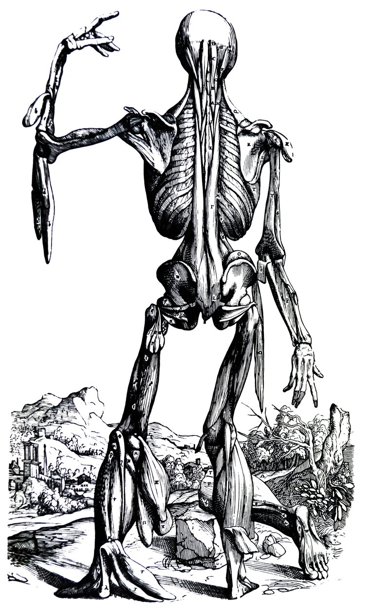 Plattorna från den andra boken i De Humani Corporis Fabrica av Andreas Vesalius