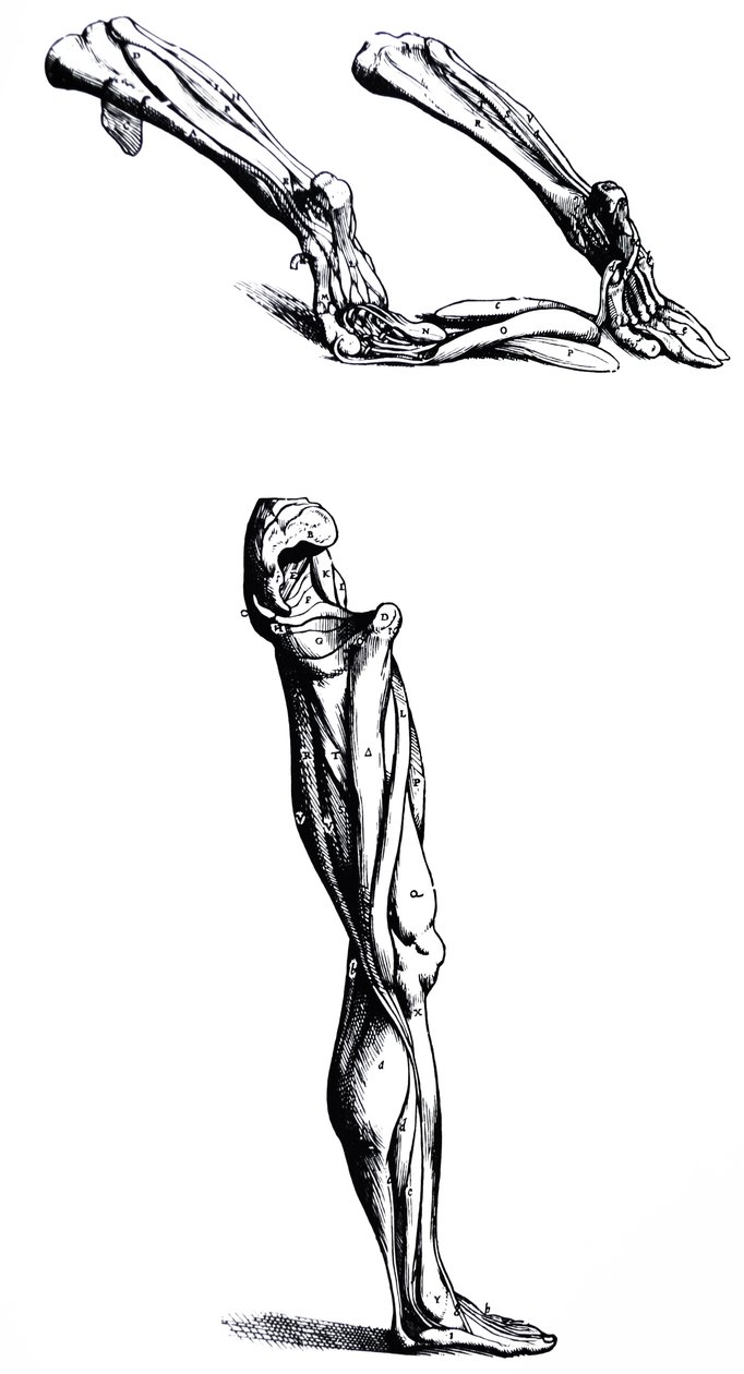 Plattorna från den andra boken i De Humani Corporis Fabrica av Andreas Vesalius