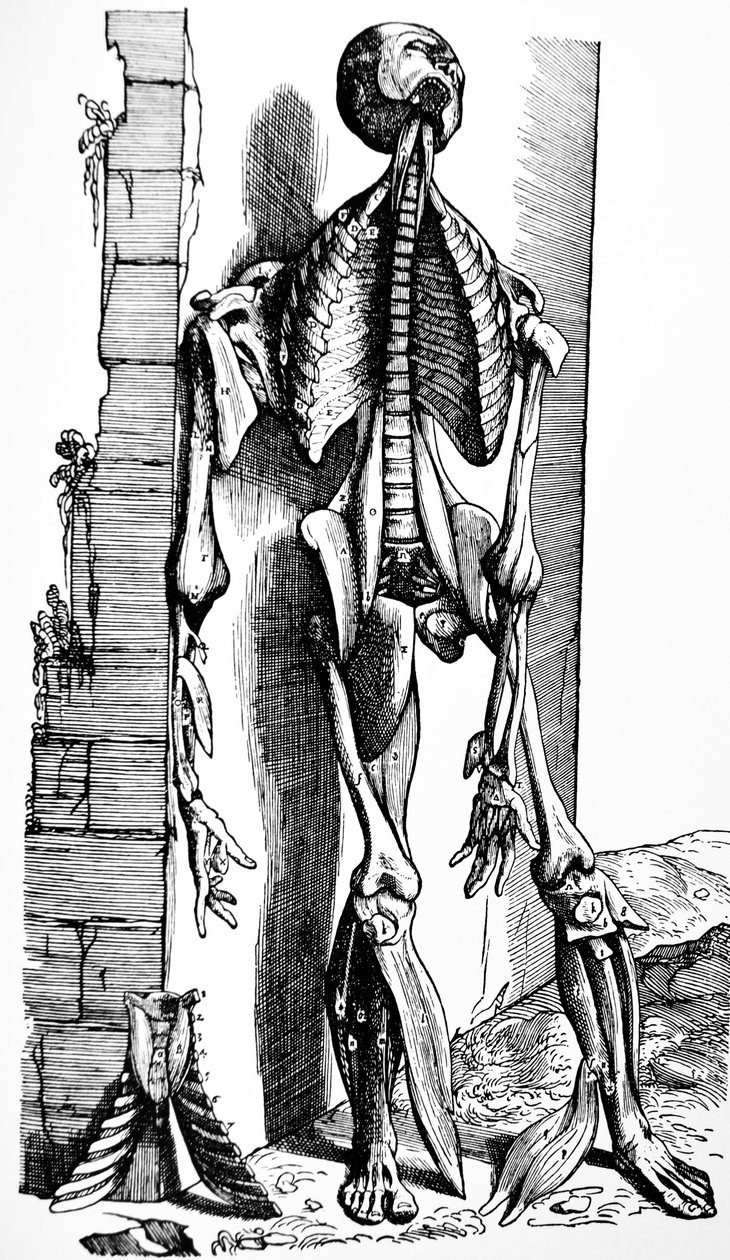 Tallrikarna från den andra boken av De Humani Corporis Fabrica av Andreas Vesalius