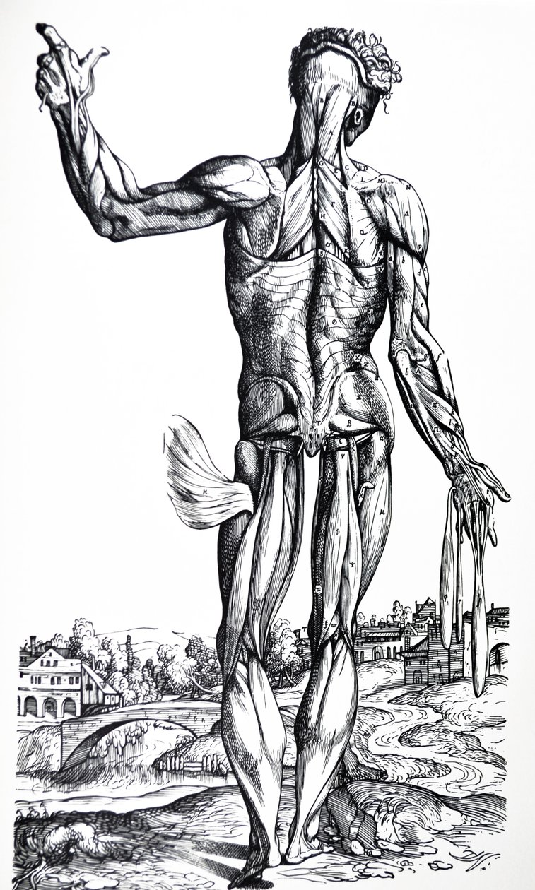 Tallrikarna från den andra boken av De Humani Corporis Fabrica av Andreas Vesalius